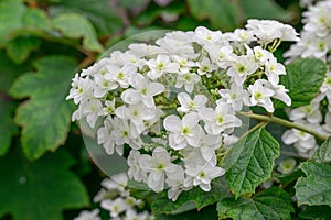 Oakleaf Hydrangea quercifolia Lady Anne panicle with semi-double white flowers photo